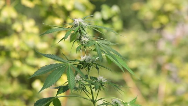 Cannabis female plant in the nature, Indica dominant hybrid in flowering phase.