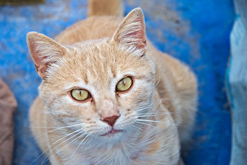 cat face and green eyes