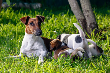 A purebred smooth-haired fox terrier, feeds her hungry puppies.
