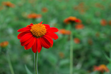 Close-up cosmos flowers in the garden