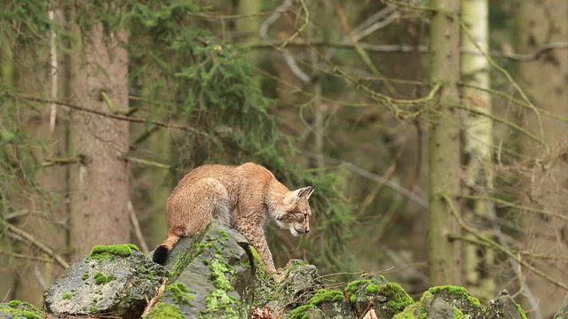 Walking eurasian wild cat Lynx on green moss stone in green forest in background 