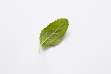 Thai basil leaves isolated on white background.