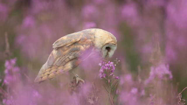 Barn owl, Tito alba, sitting on tree branch with beautiful pink flower habitat. Owl animal in the nature habitat, Germany. Hunting owl in the pink bloom. Wildlife scene from nature, United Kingdom. 