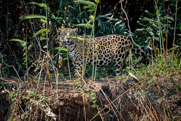 American jaguar in the nature habitat, panthera onca, wild brasil, brasilian wildlife, pantanal, green jungle, big cats