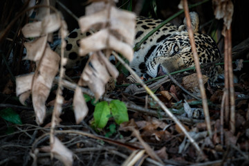 Obraz premium American jaguar male resting in the nature habitat, panthera onca, wild brasil, brasilian wildlife, pantanal, green jungle, big cats