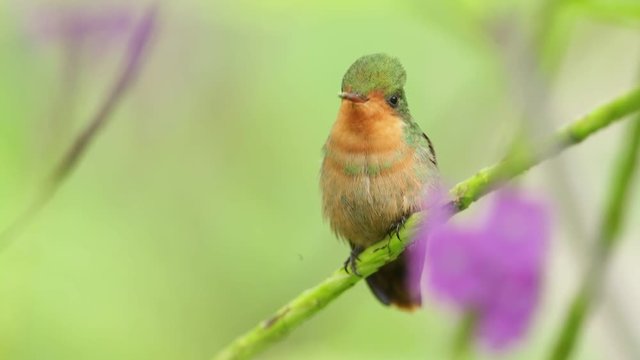 Tufted Coquette, Colorful hummingbird female from Trinidad sitting on the green branch 