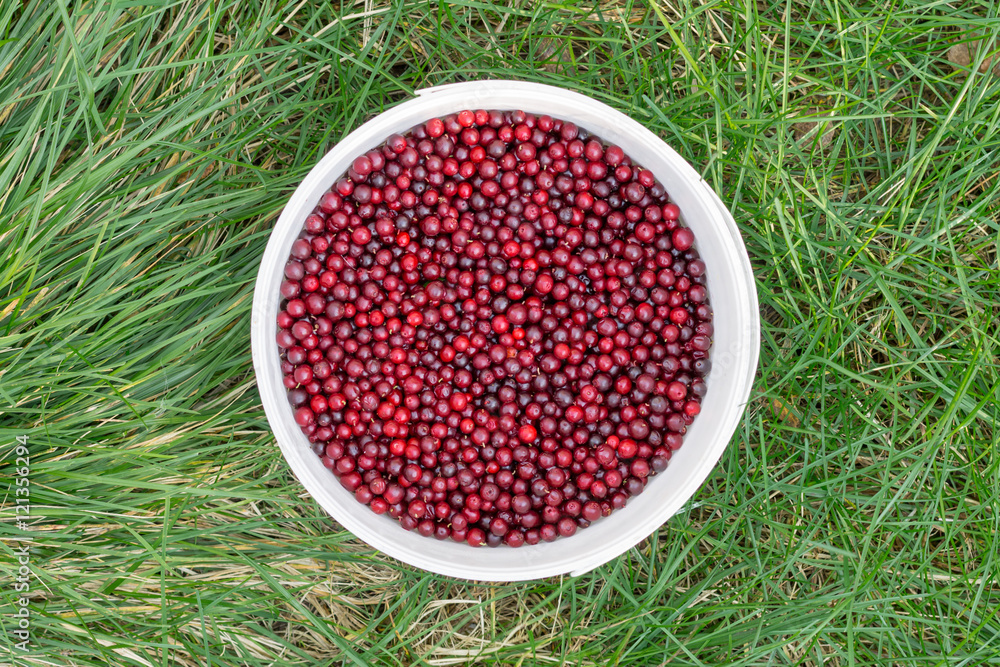 Wall mural red cowberry in a white bucket on a green grass