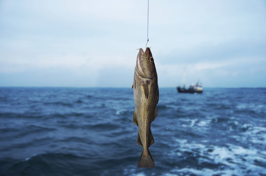 Fototapeta codfish