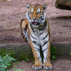 Fototapeta na wymiar Tiger roaring