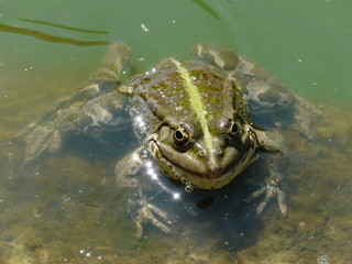 the frog in the water