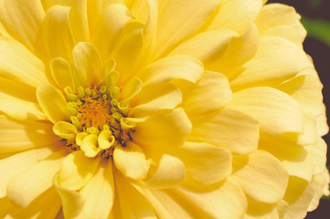 Yellow Chrysanthemum Floral In Central Garden Of Bangkok
