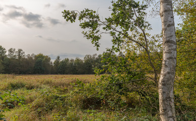 Im Naturschutzgebiet Niedersandhausen