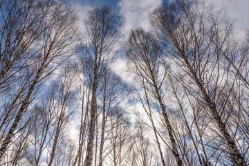 trunks birch forest bottom winter