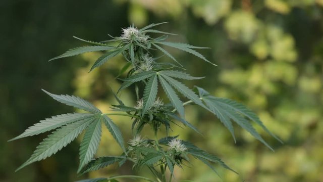 Top of Cannabis female plant in the nature, Indica dominant hybrid in flowering phase.