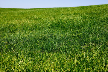 草原のクローズアップ