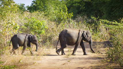 Fototapeta premium sri lanka safari