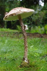 fresh parasol mushroom