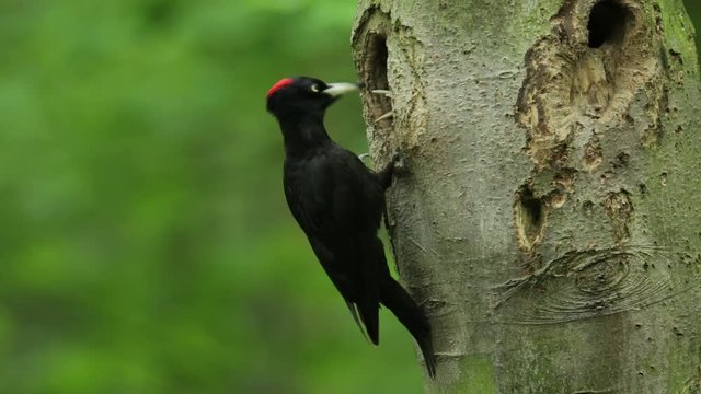 Black woodpecker nesting. Black woodpecker with nest hole in the tree trunk. Forest with black woodpeckers and nest. Wildlife spring nesting scene with bird. Woodpecker parents with young. 
