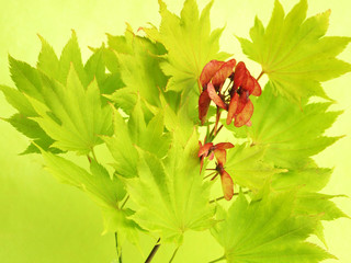 Grüner Fächerahorn mit roter geflügelter Frucht im Frühling, Acer, Acer shirasawanum

