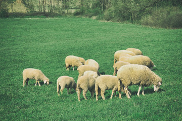 Fototapeta premium Sheep in the field.