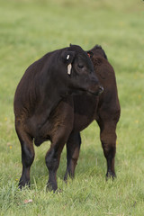 Black Angus Beef Calf