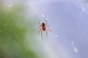 Spider waiting in web on summer day
