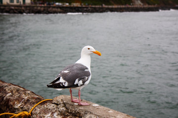 Seagull in San Francisco Bay