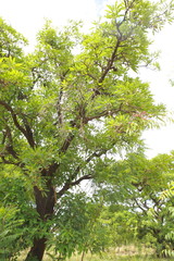Shea tree, Kumbungu Ghana