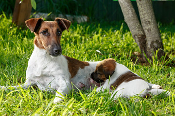 Purebred puppy smooth-haired fox terrier, drinking mother's milk