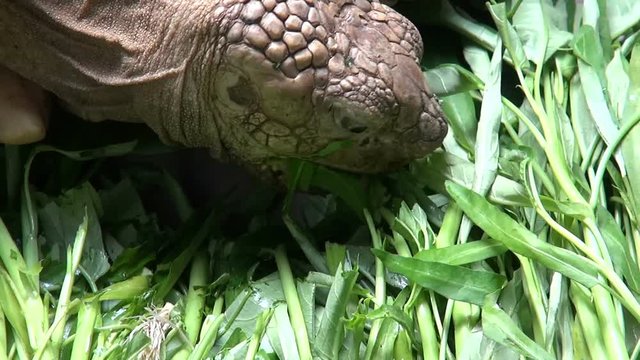 Giant Tortoise Eating - Close-Up. A giant tortoise munches on some vegetation. Taken in a Buddhist Temple in Bangkok.