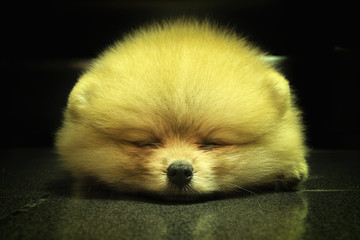 Pomeranian fall sleep