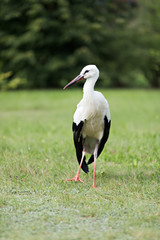 Obraz na płótnie Canvas single stork walking