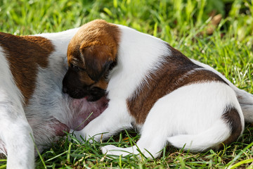 Purebred puppy smooth-haired fox terrier, drinking mother's milk