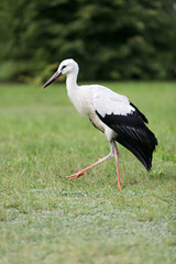 single stork walking