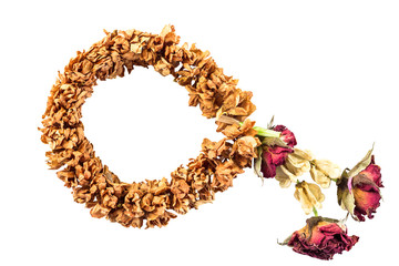 Dry jusmine garland isolated on white background and clipping path