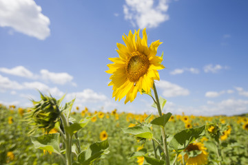 blooming sunflowers field