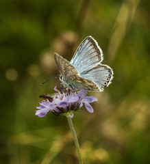 chalkhill blue