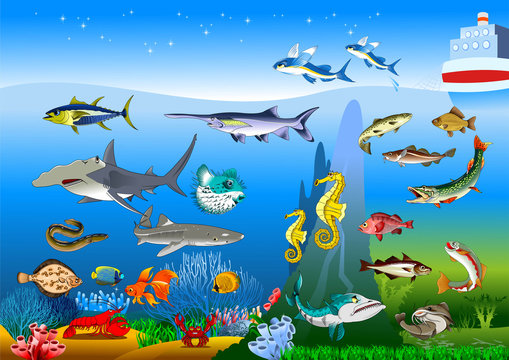 new collection of marine animals
