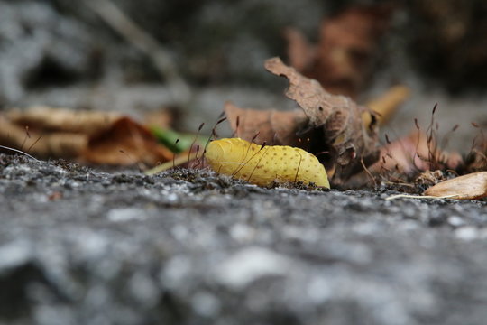 Larva