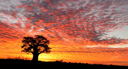 dawn baobab