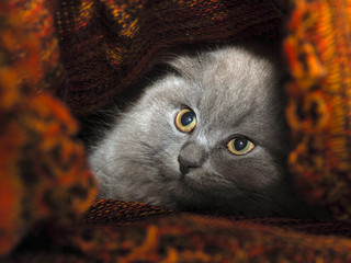 Cat hides under a knitted blanket. Cat gray, fluffy