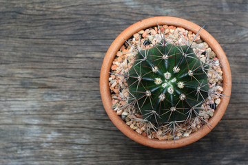 cactus flowers on Vintage Wood Background Textured