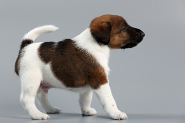 Smooth fox terrier. The puppy on a gray background, photographed