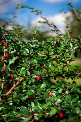 Krzew z czerwonymi owocami