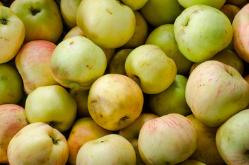 close up of organic yellow apples