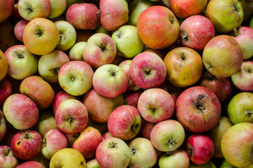 background of colorful organic apples