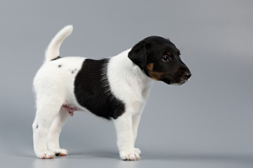 Smooth fox terrier. The puppy on a gray background, photographed