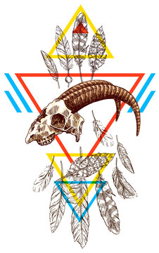  illustration  animal skull