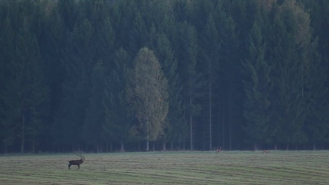 Male deer on the field with forest in the background. Red deer stag outside forest.