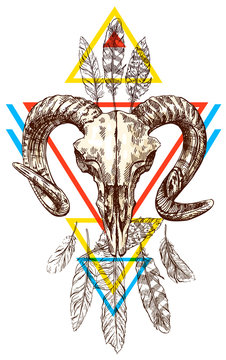  illustration  animal skull